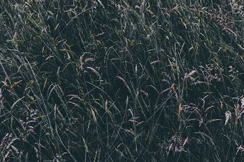 areal view of green leafed grass