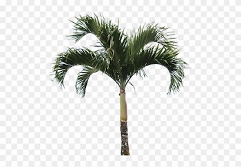 Areca Nut Tree Png