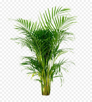 Areca palm Arecaceae Houseplant Ornamental plant - potted plant 