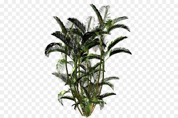 Areca palm Dypsis decaryi Stock photography Image Plants - hache insignia 