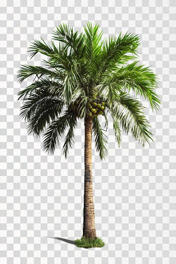 areca tree, png transparent background