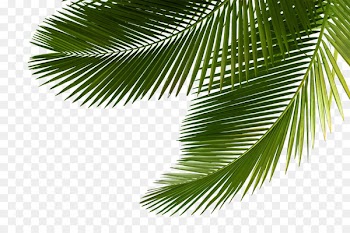 Arecaceae Asian palmyra palm Leaf Tree Sabal Palm - palm tree 