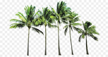 Arecaceae Beach Wallpaper - coconut tree 