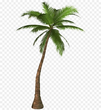 Arecaceae Clip art - Palm Tree Png 