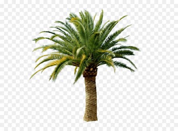 Arecaceae Clip art - Palm Tree Png 