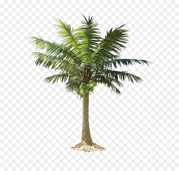 Arecaceae Clip art - Palm tree PNG 