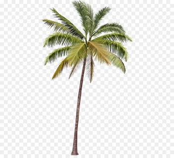 Arecaceae Coco's Beach Club Cancun Mexican fan palm - PALMERA 