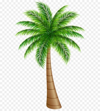 Arecaceae Coconut Clip art - Palm Tree Large PNG Clip Art Image 