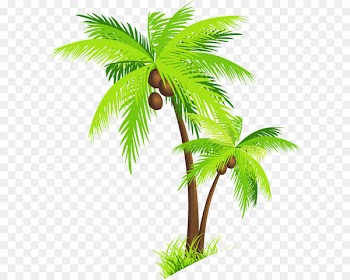 Arecaceae Coconut Clip art - Palm Tree with Coconuts PNG Clipart Picture 