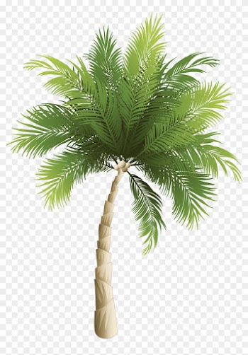 Arecaceae Coconut Phoenix Canariensis - Palm Tree Png Transparent
