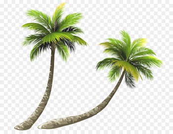 Arecaceae Coconut Royalty-free Illustration - Bent coconut tree 
