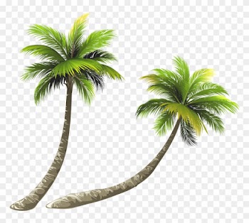 Arecaceae Coconut Royalty-free Illustration - Coconut Tree Clipart Png