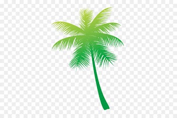 Arecaceae Coconut Tree - coconut tree 