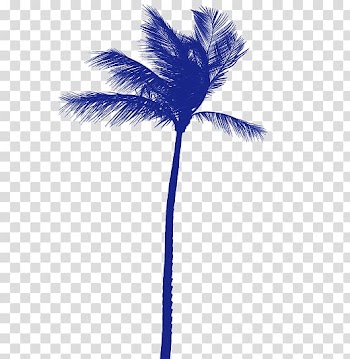 Arecaceae Coconut Tree, coconut tree transparent background PNG clipart