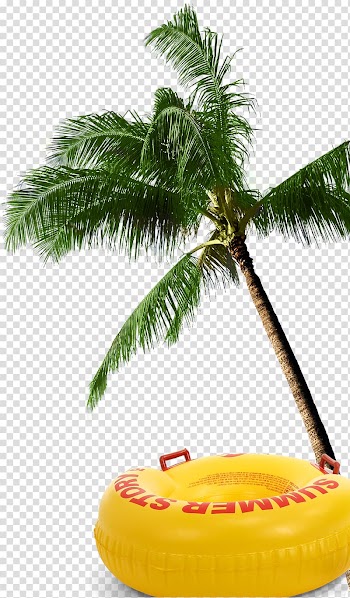 Arecaceae Coconut Tree, coconut tree transparent background PNG clipart