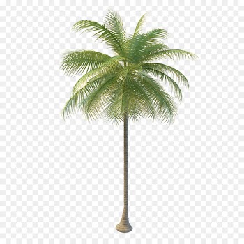 Arecaceae Coconut water Tree Nata de coco - coconut tree 