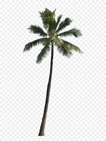 Arecaceae Computer file - Palm Tree Png Image 