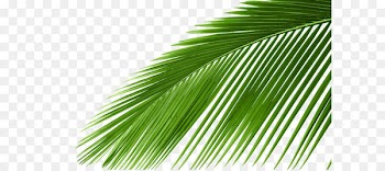 Arecaceae Cycad Leaf Tree Coconut - Coconut Tree Photos 