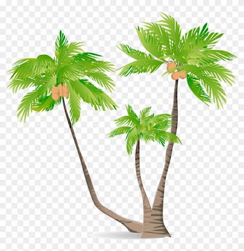 Arecaceae Green Coconut Illustration - Coconut Tree Cortoon Png