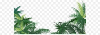 Arecaceae Leaf Areca palm - Green palm leaves 
