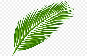 Arecaceae Leaf Clip art - Palm Leaf Transparent Clip Art Image 