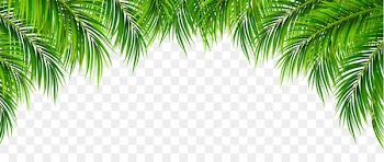 Arecaceae Leaf Clip art - Palm Leaves Decor PNG Clip Art Image 