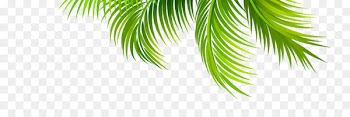 Arecaceae Leaf Coconut Branch - Coconut leaves 