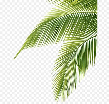 Arecaceae Leaf Coconut Clip art - Leaf 