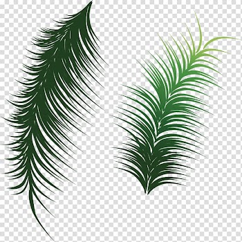 Arecaceae Leaf Coconut , Green coconut leaves transparent background PNG clipart