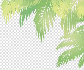 Arecaceae Leaf Euclidean Coconut, palm leaves, green leafed plant illustration transparent background PNG clipart