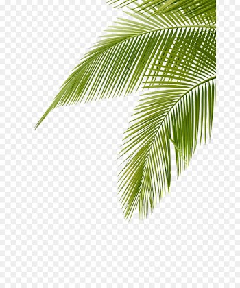 Arecaceae Leaf Frond Clip art - Coconut leaves 