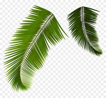 Arecaceae Leaf Frond Coconut - Coconut Leaf Vector Png