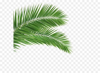 Arecaceae Leaf Frond Coconut Tree - palm 