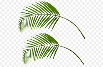 Arecaceae Leaf Palm branch Clip art - Leaf 