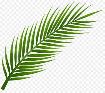 Arecaceae Leaf Palm branch Clip art - Palm Branch Cliparts 