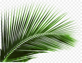 Arecaceae Leaf Palm branch Tree - Green banana leaf leaves 