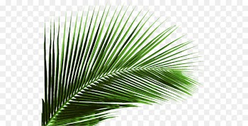 Arecaceae Leaf Plant Areca palm Coconut - Coconut leaves 
