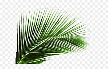 Arecaceae Leaf Plant Areca Palm Coconut - Palm Tree Leaf Png