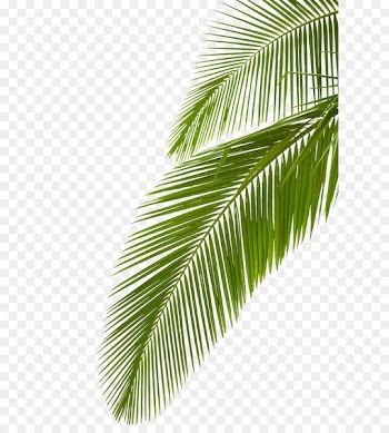 Arecaceae Leaf Stock photography Palm branch Royalty-free - Palm leaf 