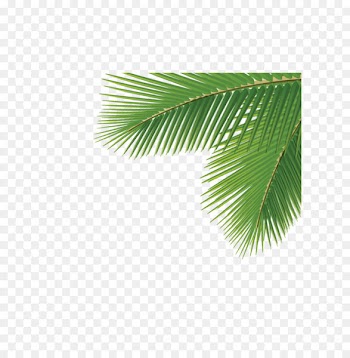 Arecaceae Leaf Tree Dasylirion wheeleri - Corner palm trees 