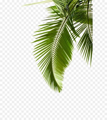 Arecaceae Leaf Tree Stock photography Plant - Palm leaves 