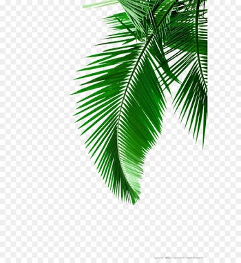 Arecaceae Leaf White Clip art - Green palm leaves picture material 