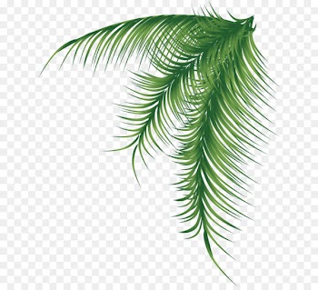 Arecaceae Palm branch Leaf - BAY LEAVES 