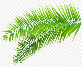 Arecaceae Palm branch Leaf Clip art - Palm Branch Cliparts 