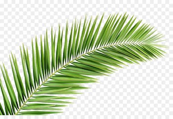 Arecaceae Palm branch Leaf Tree Clip art - palm tree 