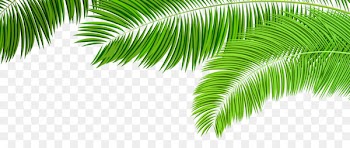 Arecaceae Palm branch Palm-leaf manuscript Clip art - Palm Branches Decoration PNG Clip Art Image 