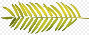 Arecaceae Palm branch Palm-leaf manuscript Frond Clip art - Leaf 