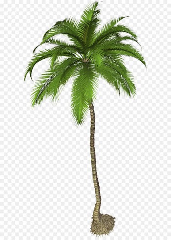 Arecaceae Phoenix canariensis Clip art - Palm Tree Png Pic 