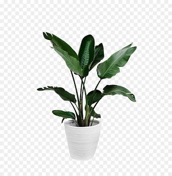 Arecaceae Plant Leaf Palm branch - Potted green plants 