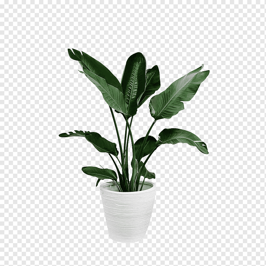 Arecaceae Plant Leaf Palm branch, Potted green plants, green leafed plant and white plant pot, plant Stem, green Apple, plants png